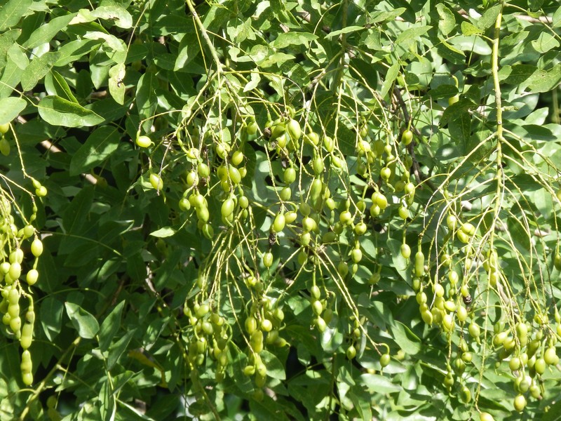 Japanese Pagoda Tree photo 2