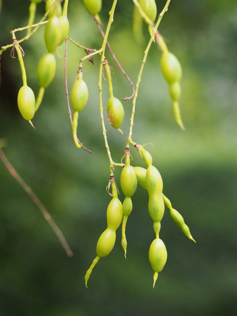 Japanese Pagoda Tree photo 3