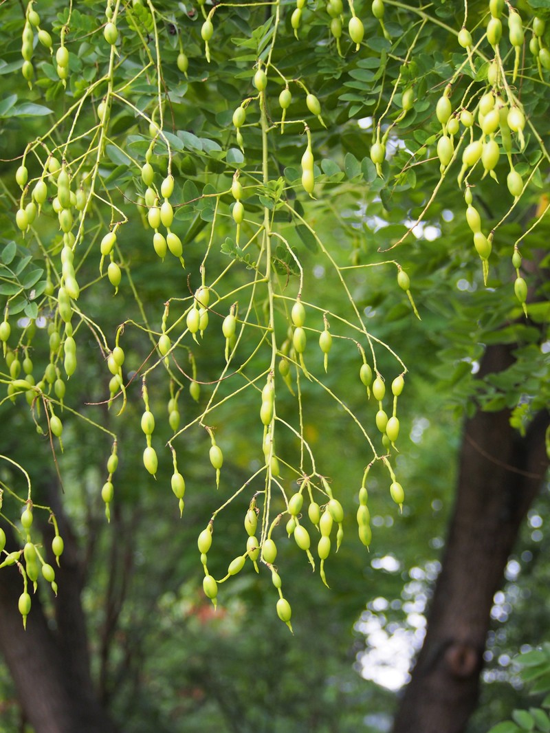 Japanese Pagoda Tree photo 4