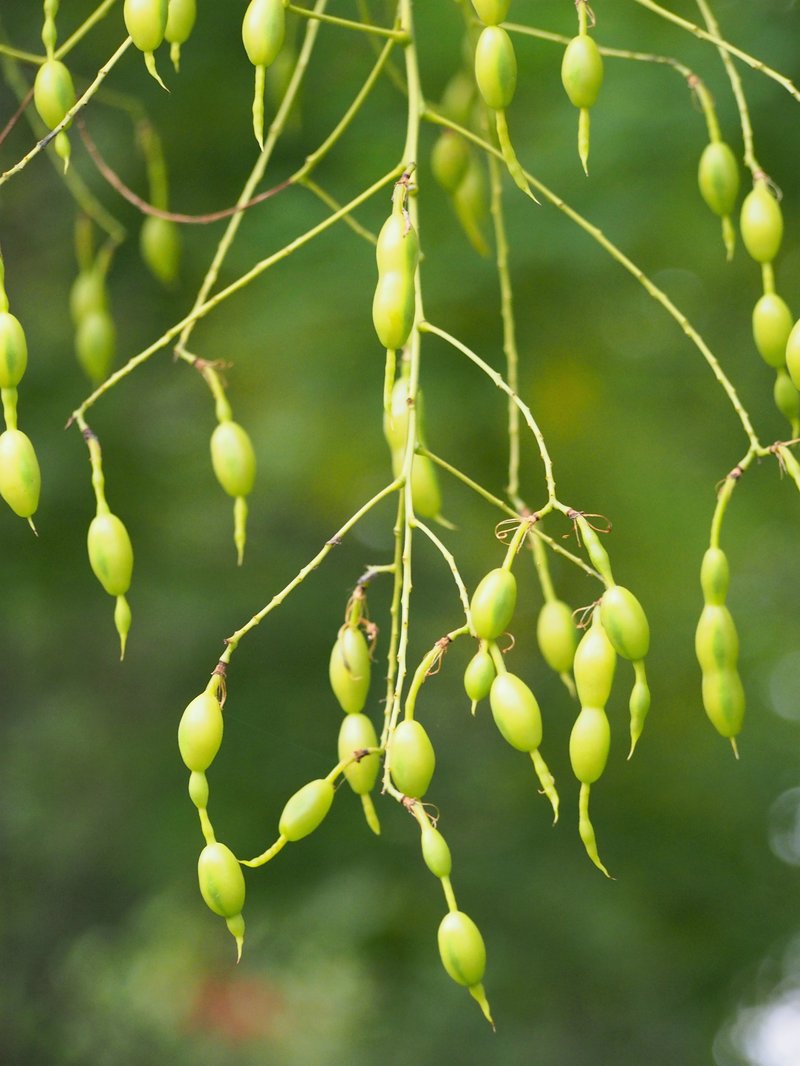 Japanese Pagoda Tree photo 8