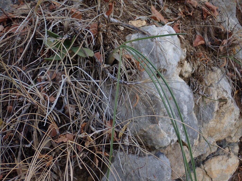 Styppeiochloa toliarensis