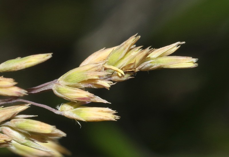 Styppeiochloa toliarensis photo 2