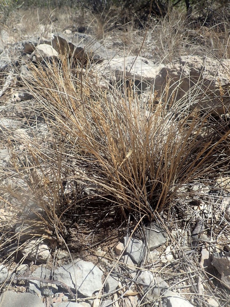 Styppeiochloa toliarensis photo 3