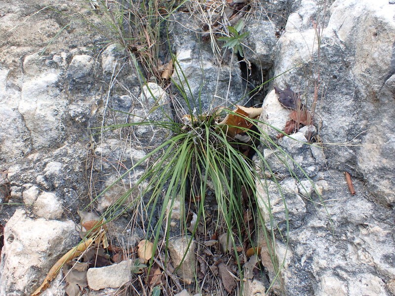 Styppeiochloa toliarensis photo 4