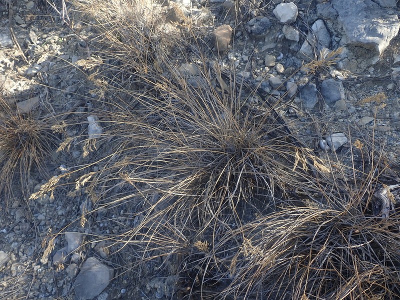 Styppeiochloa toliarensis photo 5