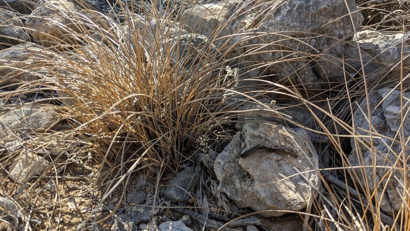 Styppeiochloa toliarensis photo 6