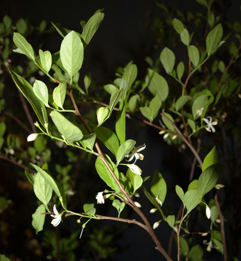 American Snowbell photo 2