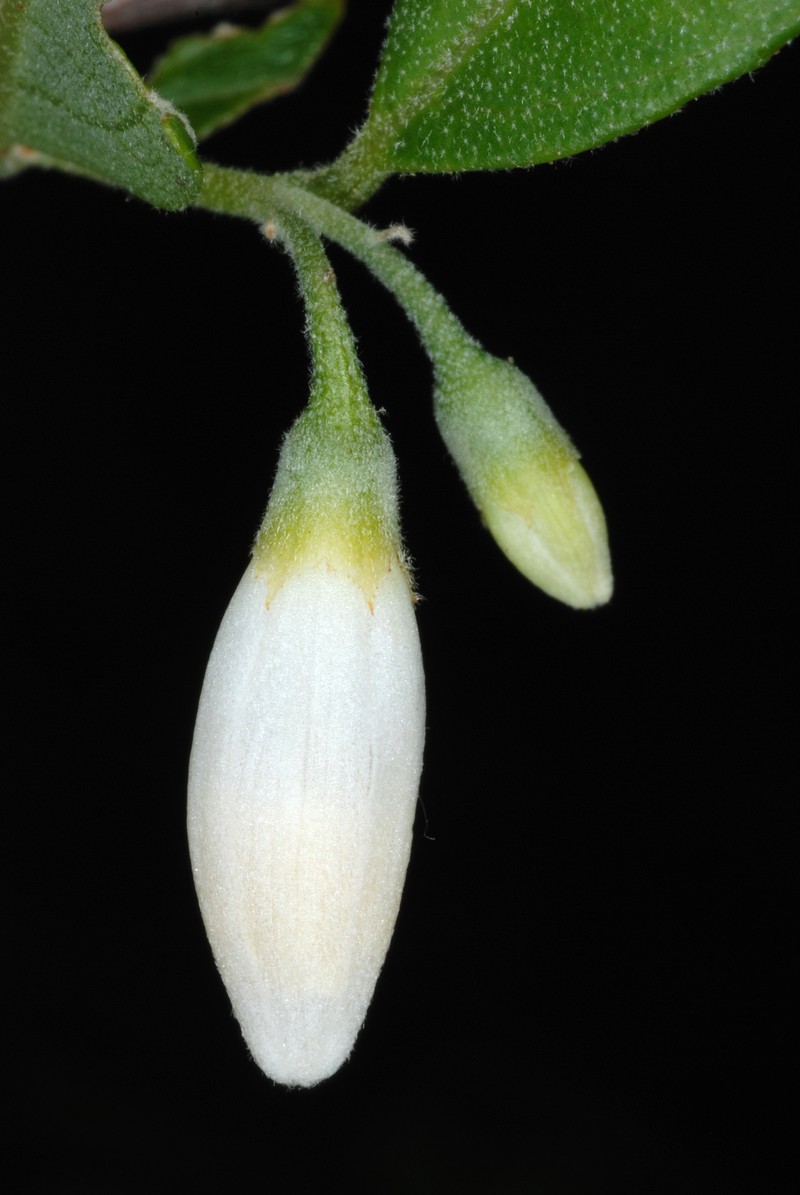 American Snowbell photo 3