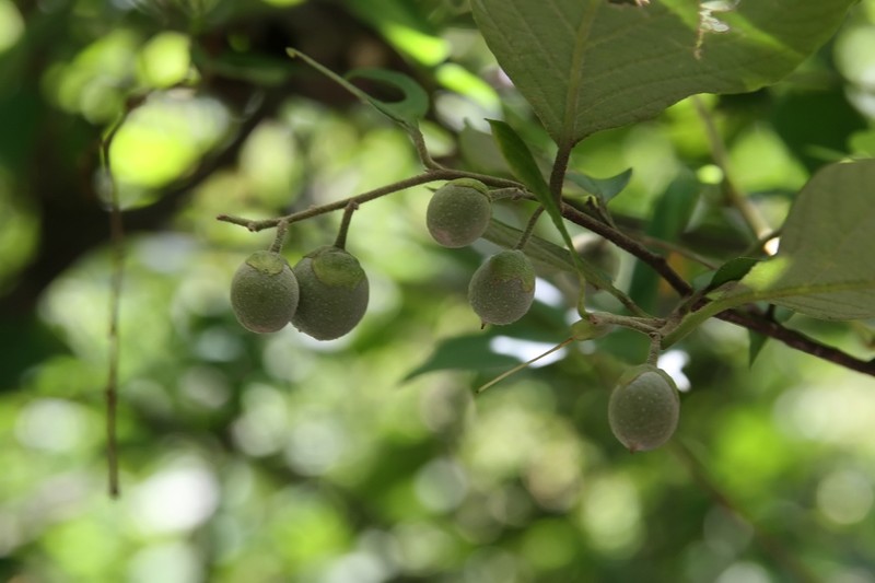 Bigleaf Snowbell photo 5