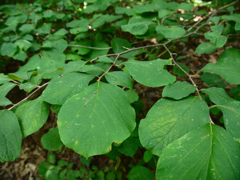 Bigleaf Snowbell photo 2