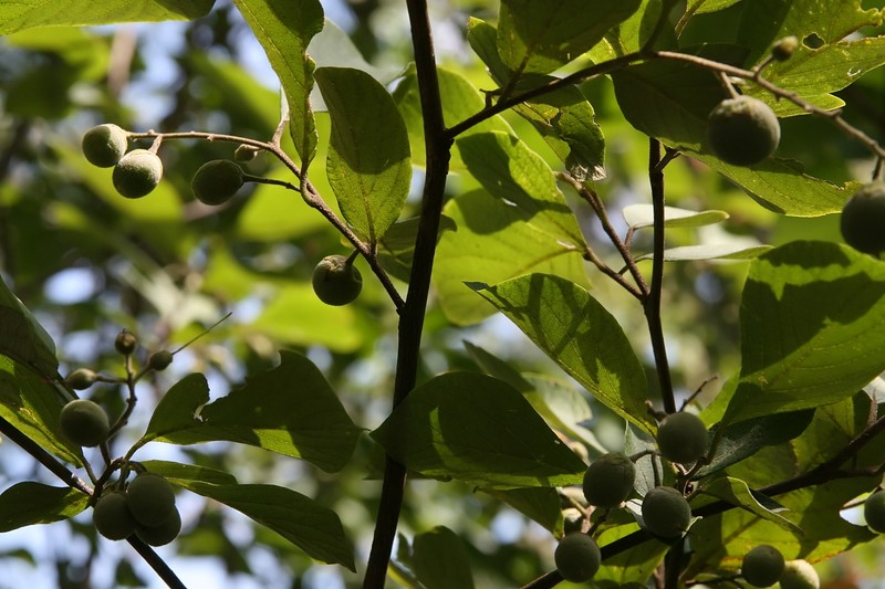 Bigleaf Snowbell photo 3