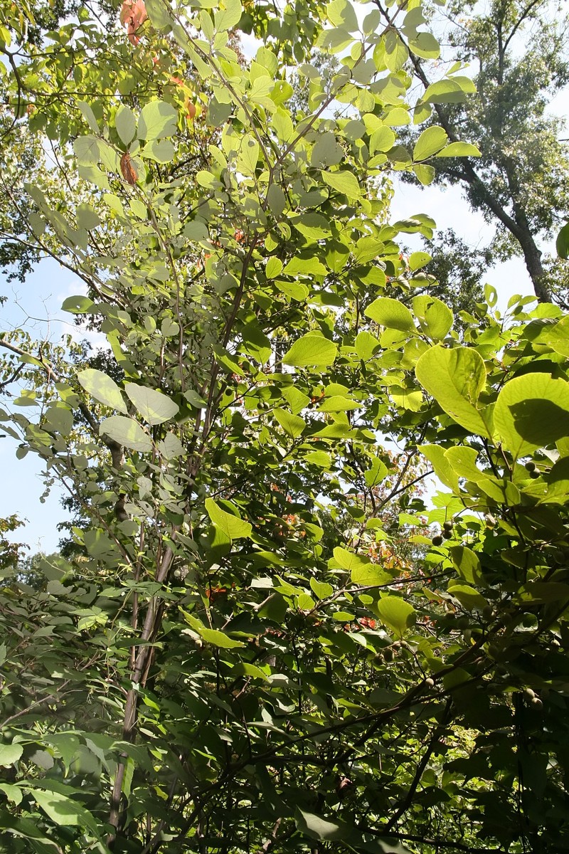 Bigleaf Snowbell photo 4