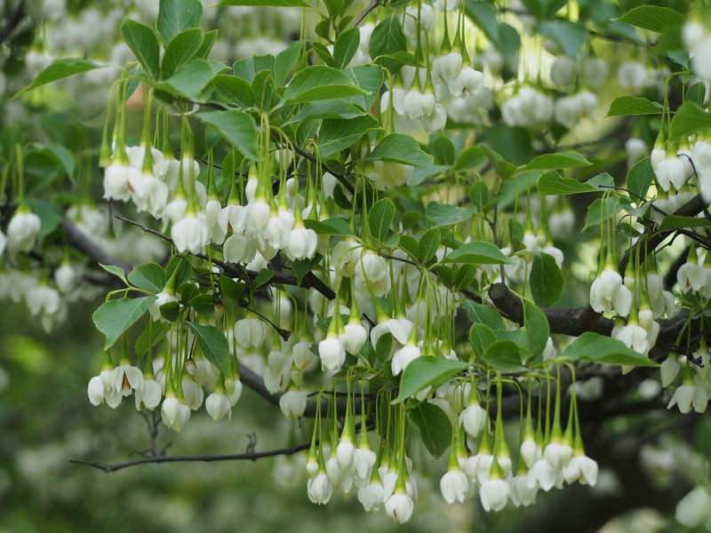 Japanese Snowbell photo 2