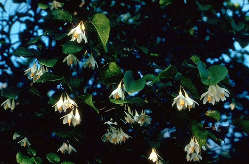 Sycamoreleaf Snowbell
