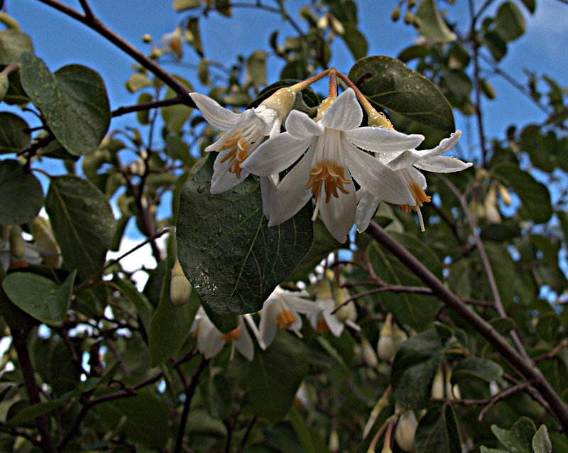 Drug Snowbell photo 2