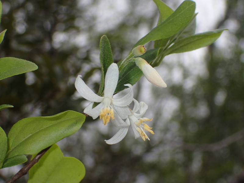 American Snowbell photo 3