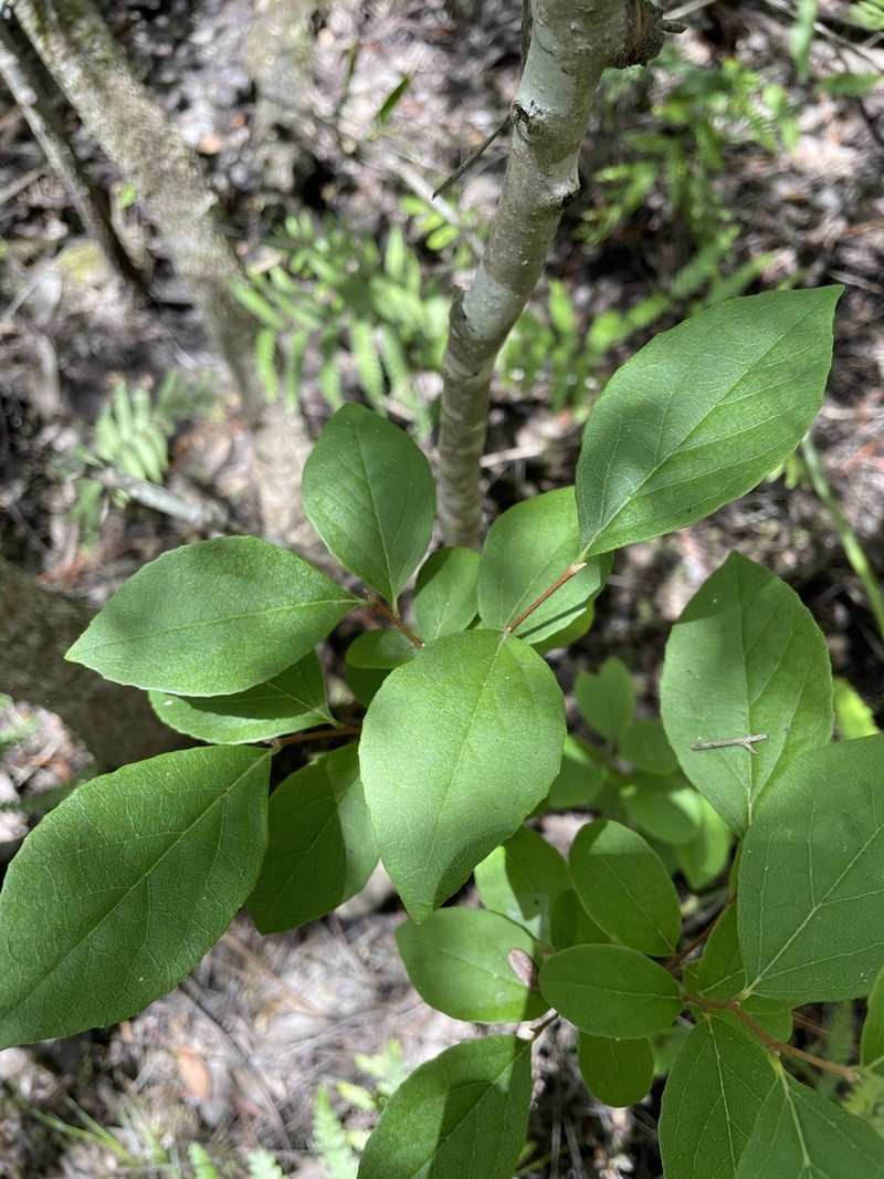 American Snowbell photo 4
