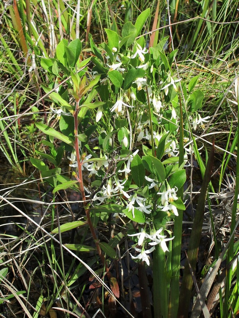American Snowbell photo 5