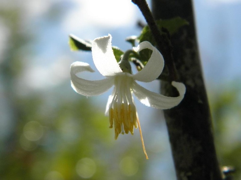 American Snowbell photo 6