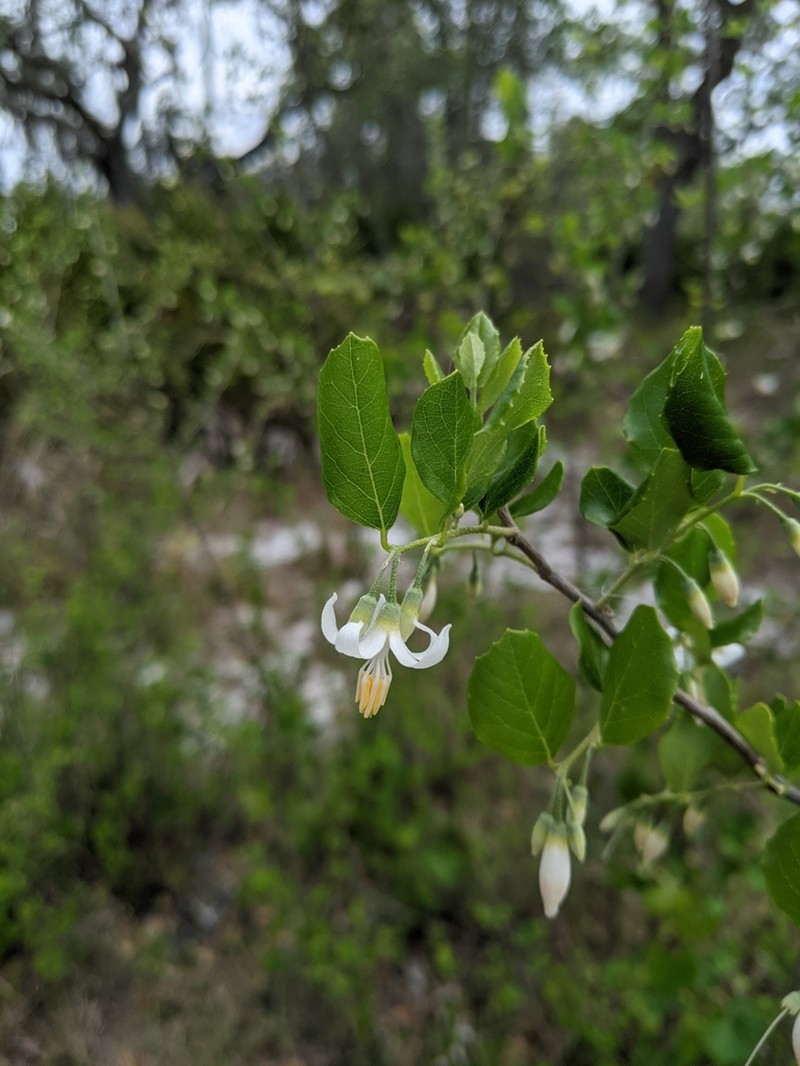 American Snowbell photo 7