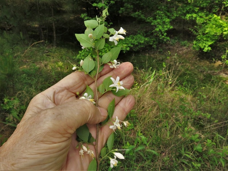 American Snowbell photo 8
