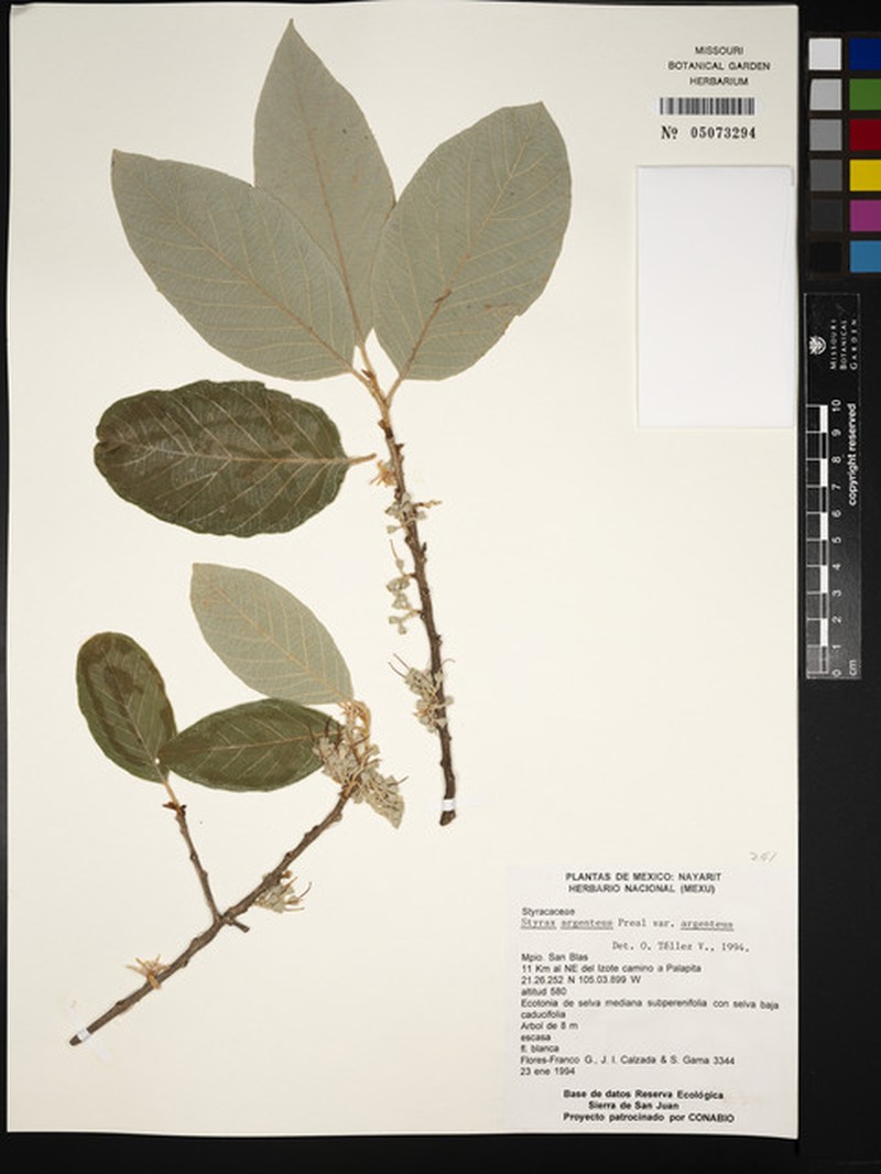 Styrax argenteus var. argenteus