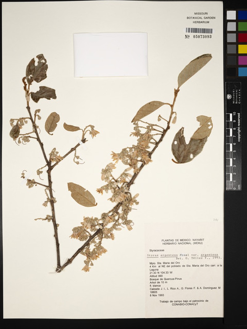 Styrax argenteus var. argenteus photo 2
