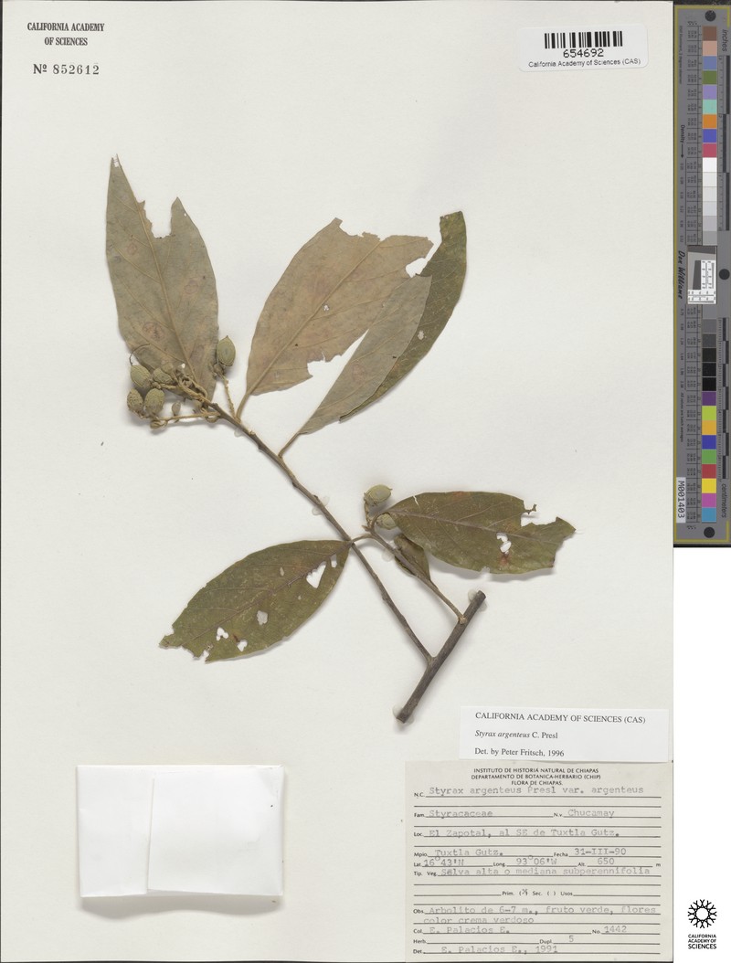 Styrax argenteus var. argenteus photo 3