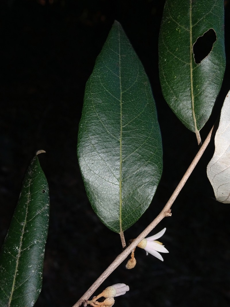 Styrax carranzae