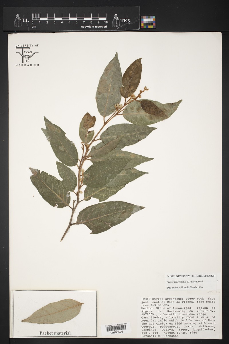 Styrax carranzae photo 2