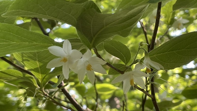 Bigleaf Snowbell photo 3