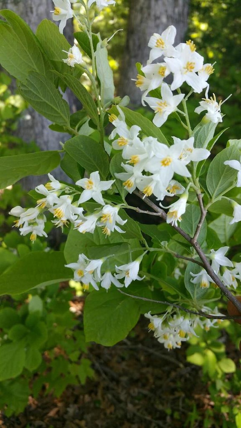 Bigleaf Snowbell photo 4