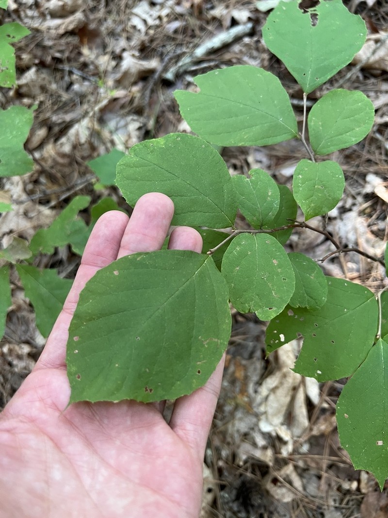 Bigleaf Snowbell photo 5