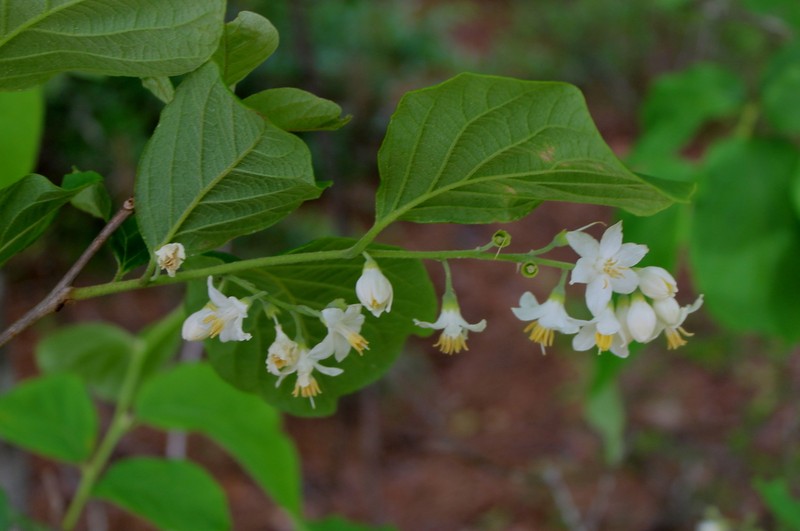 Bigleaf Snowbell photo 6