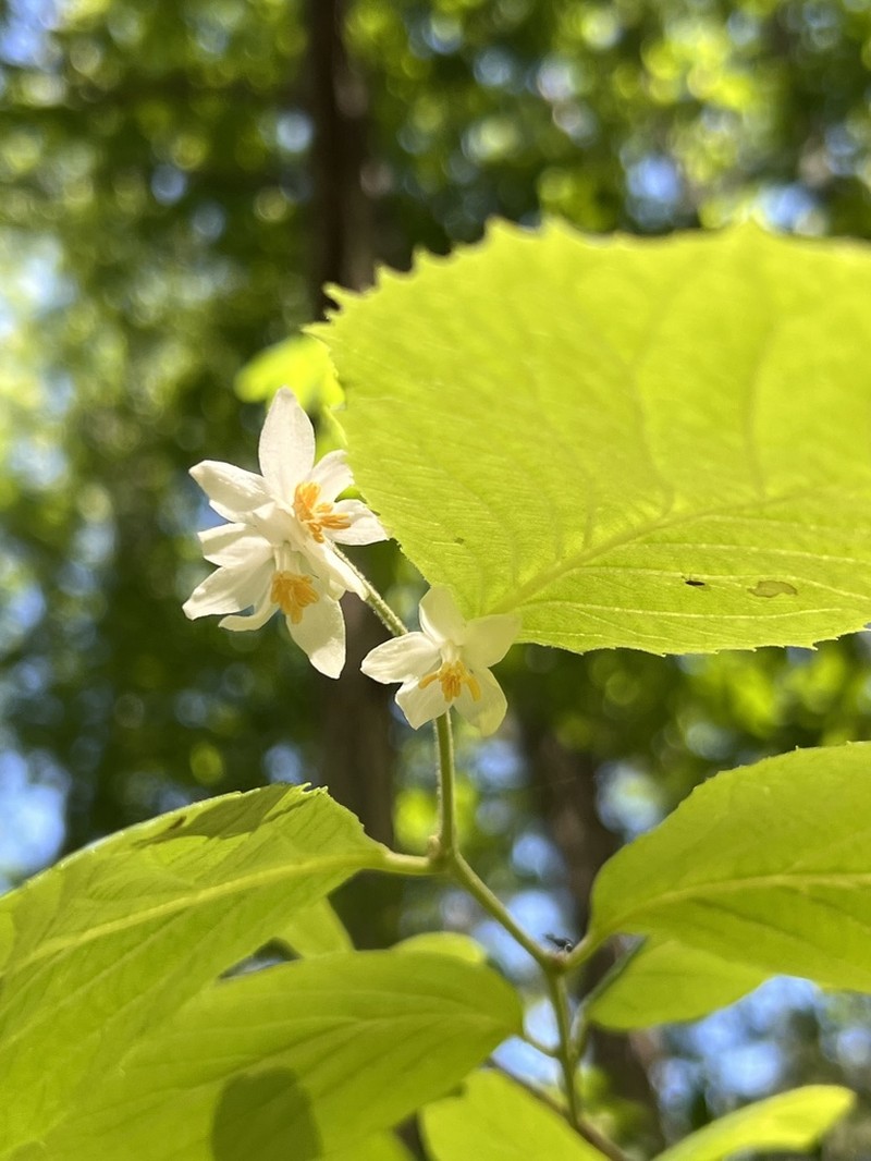 Bigleaf Snowbell photo 7