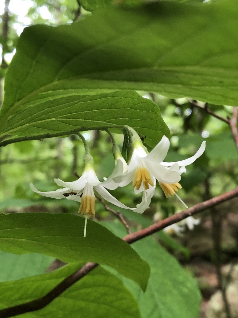 Bigleaf Snowbell photo 8