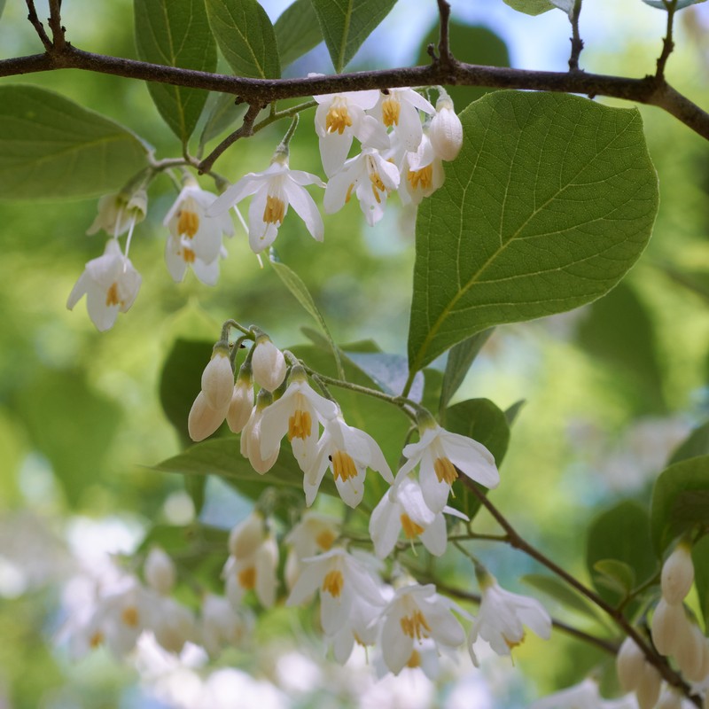 Bigleaf Snowbell