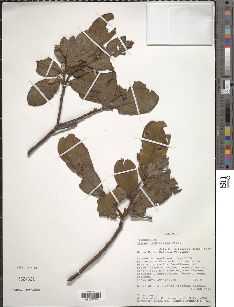 Styrax hainanensis subsp. hainanensis