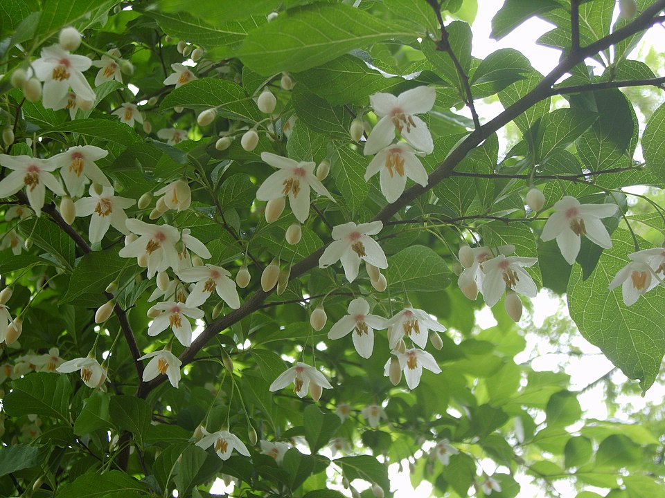 Japanese Snowbell photo 4