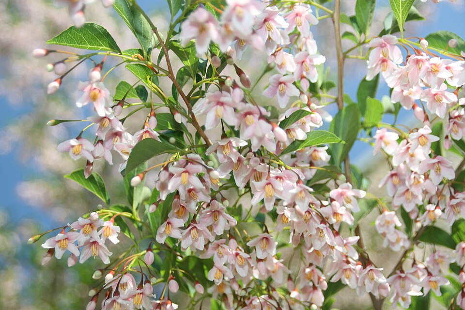 Japanese Snowbell photo 5