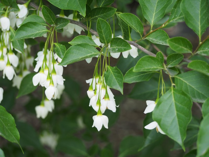 Japanese Snowbell photo 6