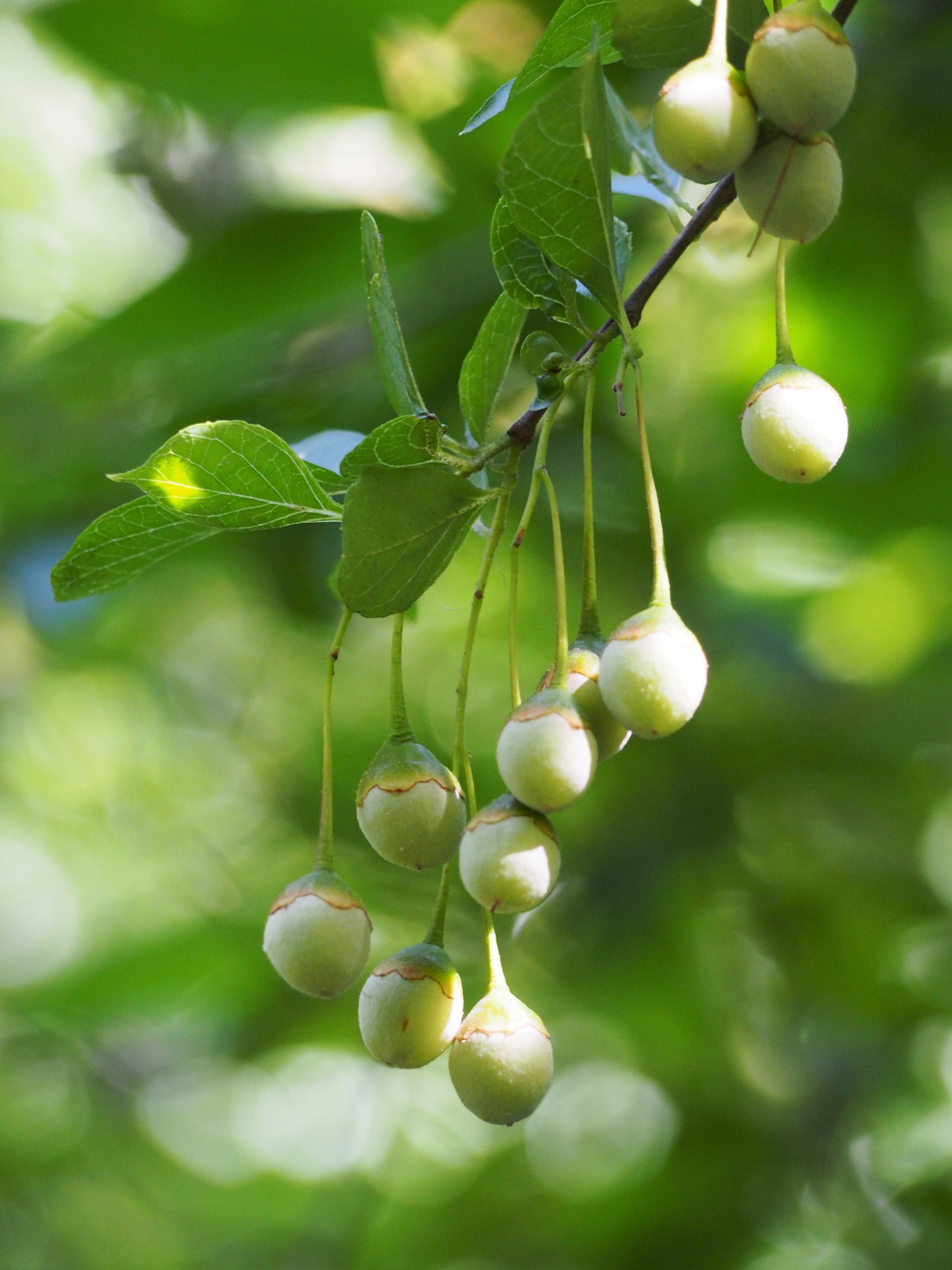 Japanese Snowbell photo 7