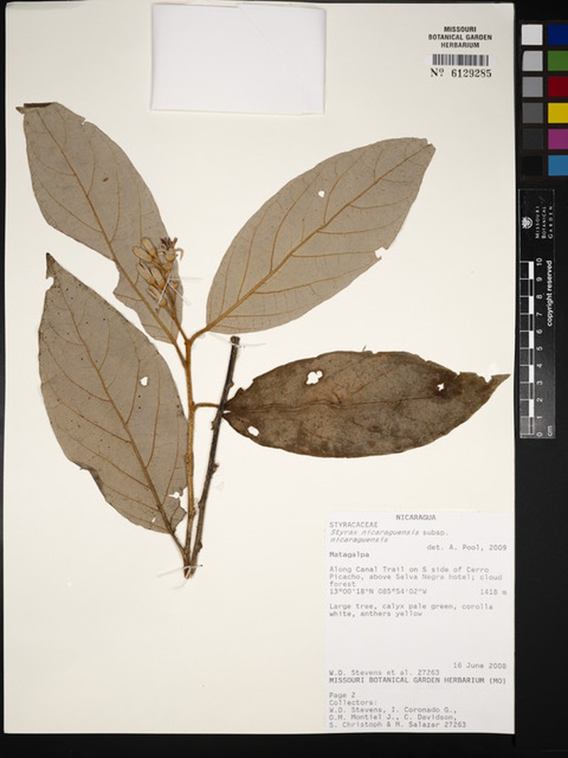 Styrax nicaraguensis subsp. nicaraguensis