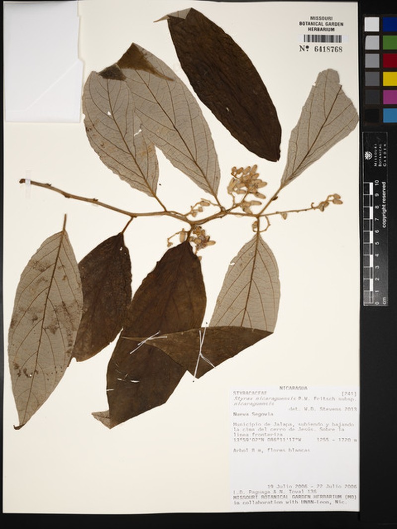 Styrax nicaraguensis subsp. nicaraguensis photo 2
