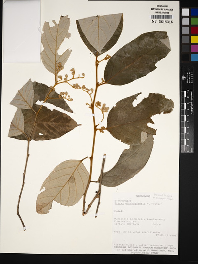 Styrax nicaraguensis subsp. nicaraguensis photo 3