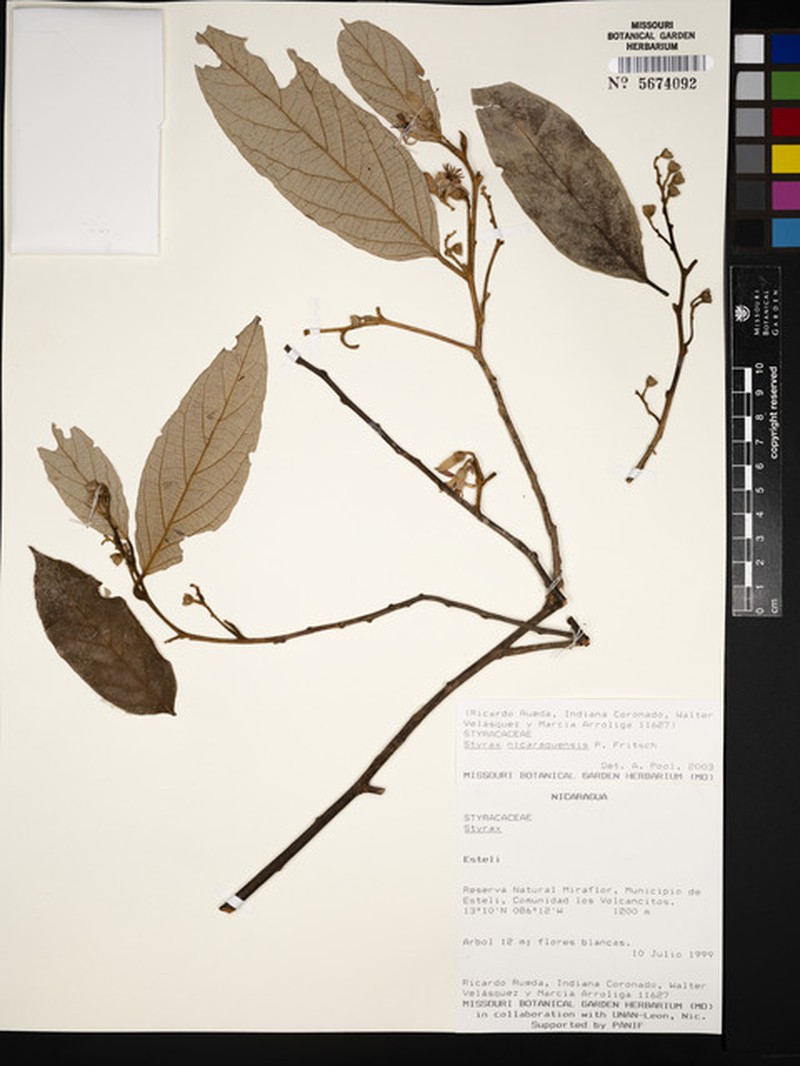 Styrax nicaraguensis subsp. nicaraguensis photo 4
