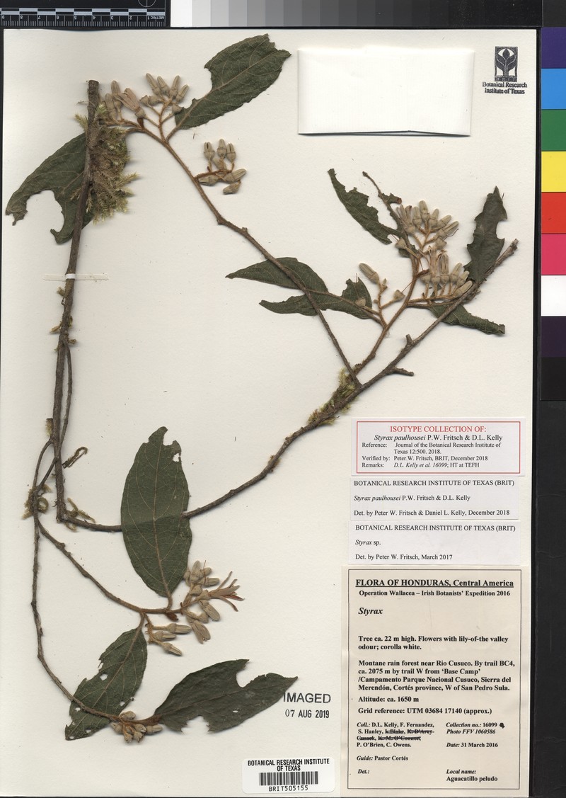 Styrax paulhousei