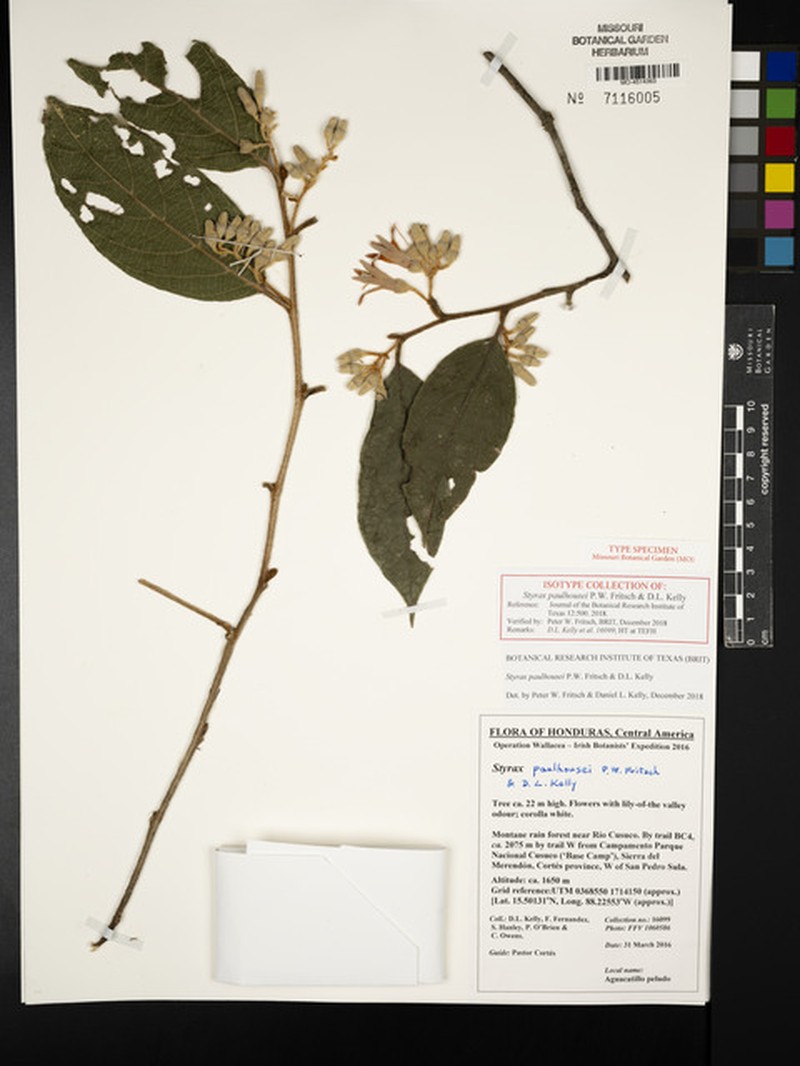 Styrax paulhousei photo 2