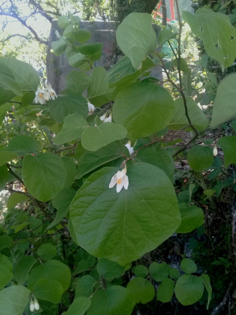 Sycamoreleaf Snowbell photo 4