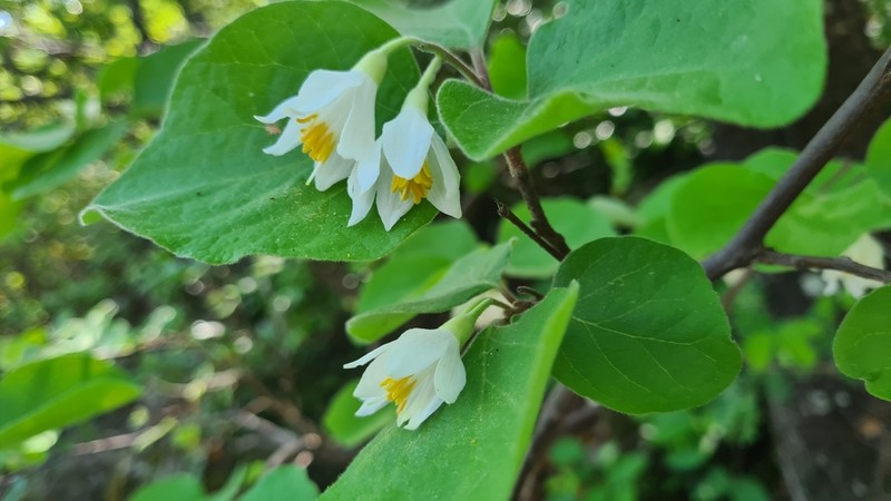 Sycamoreleaf Snowbell photo 5